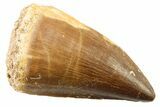Fossil Mosasaur (Thalassotitan) Tooth - Morocco #341516-1